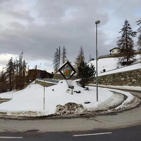 Stella Alpina Di Pila *